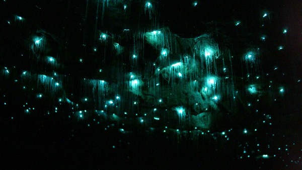 waitomo-glowworm-caves-3-e1404701722340